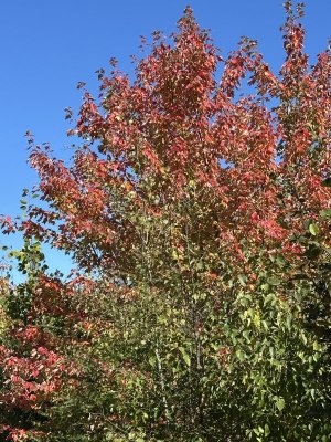 IMG_0714.jpeg