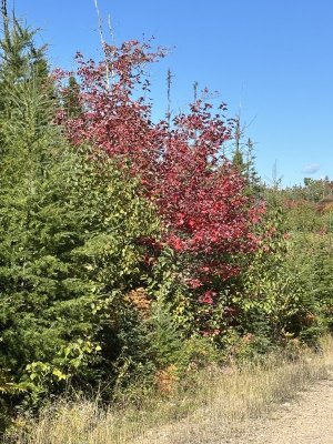 IMG_0711.jpeg