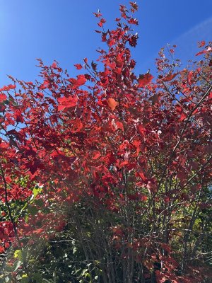 IMG_0703.jpeg