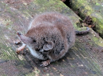 Crocidura_russula_(Huisspitsmuis).jpg