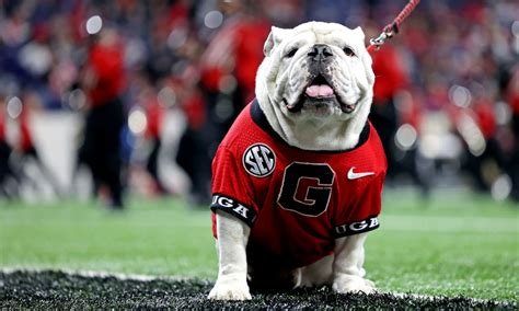 Dawgs.jpeg