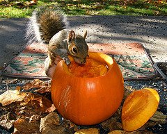 squirrel.jpg
