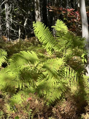 IMG_0742.jpeg