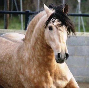 buckskin.jpg