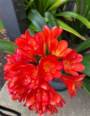 IMG_1062.jpeg