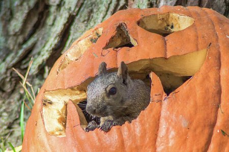 its-pumpkin-time-brandon-schultz (1).jpg