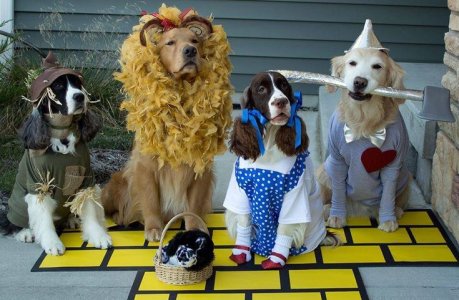 dogs2halloweencostumrs.jpg