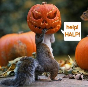 a halloween squirrel.jpg