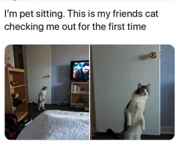 cat-pet-sitting-this-is-my-friends-cat-checking-out-first-time.png