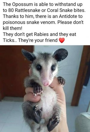 the opposom friend who knew.jpg