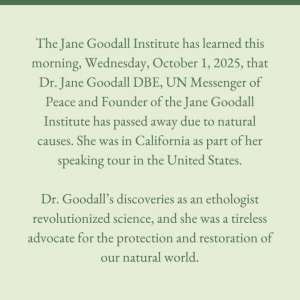 about jane foodall.jpg