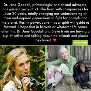 about jane goodall1.jpg