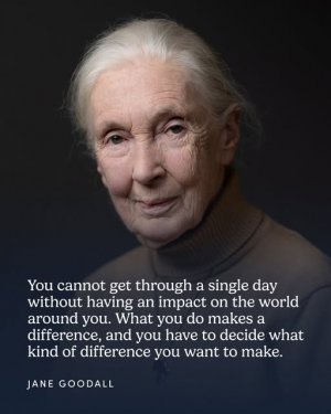 a jane goodal quote.jpg