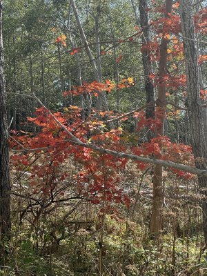 IMG_0770.jpeg