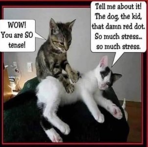 a cat stresss joke.jpg