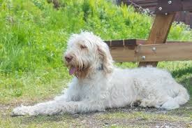 spinone.jpeg