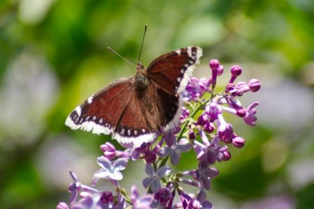 brown butterfly.jpg