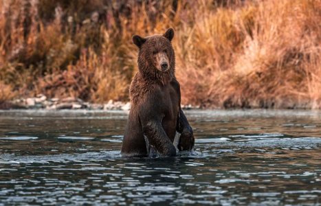 brown bear.jpg