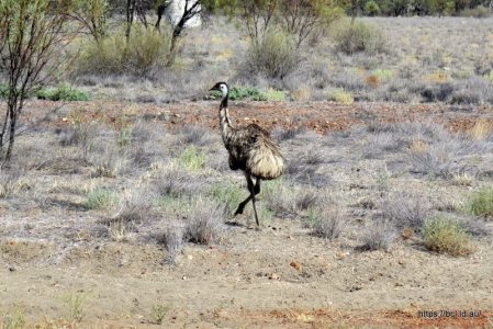 160419 009 Bourke to Cunnamulla.jpg