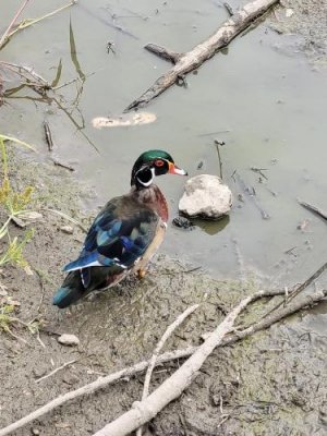 duck_1756303472~2.jpg