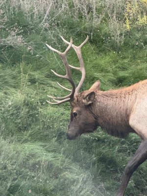 oldbrokenhorn2025.jpg