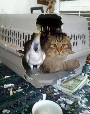 animal2.jpg