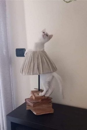 cat7.jpg