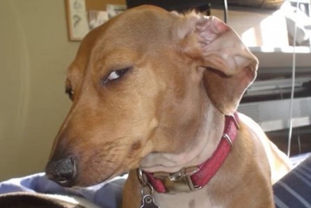 dog.jpg