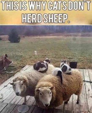 a cat herds sheep joke.jpg