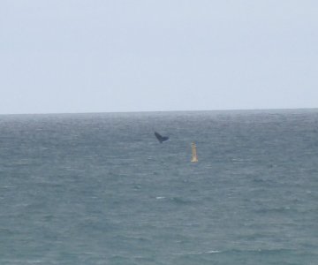 Whale 1.JPG