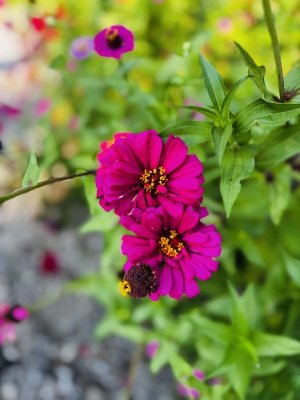 IMG_4900.jpeg