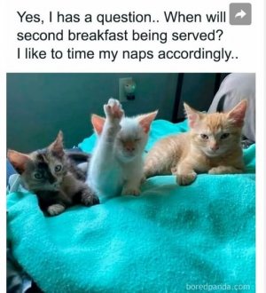 a funny kitty.jpg