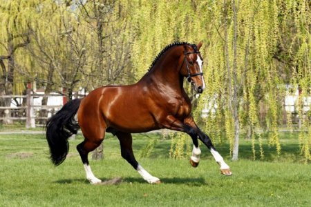 stallion.jpg