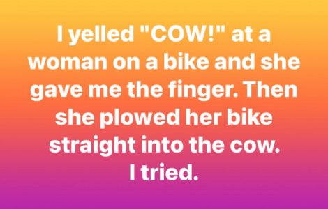 cow.jpeg