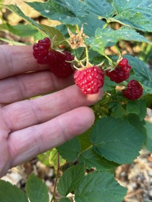 IMG_1849.jpeg