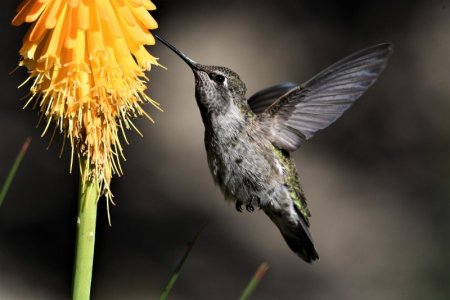 anything hummingbird-8171118_1280.jpg