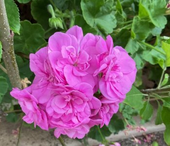 IMG_1122.jpeg