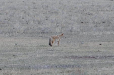 Wolf.jpeg
