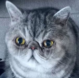 pegsrealcat2.jpg