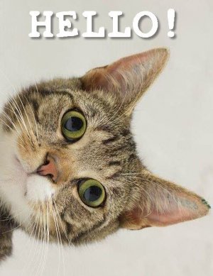 HELLOCAT.jpg
