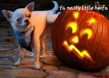 a halloween dog pumpkin.jpg