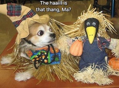 a halloween dog joke.jpg