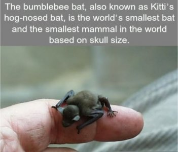 awho new bumblebeebat.jpg