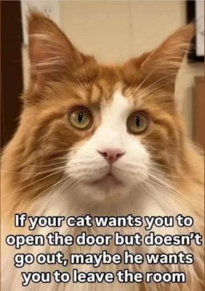 cat 2.jpg
