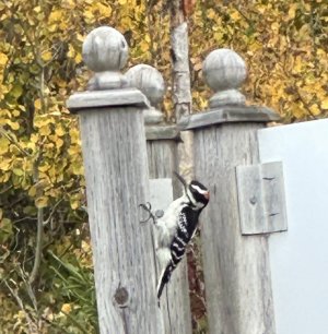 IMG_0910.jpeg