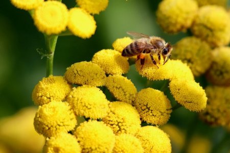 yellow tansy.jpg