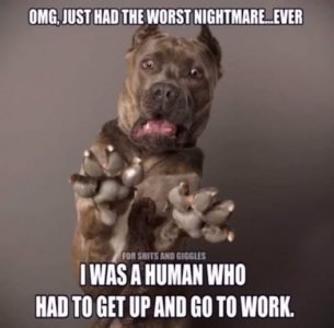 a funny dog meme2.jpg