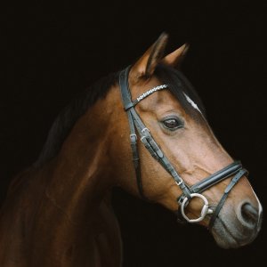 brown horse head.jpg