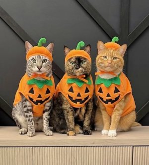 a 3 halloween cats in costumes.jpg