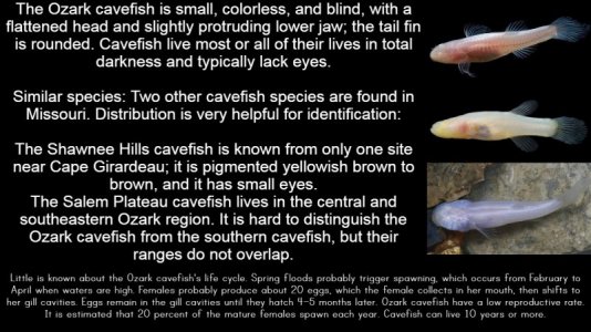 cavefish.jpg